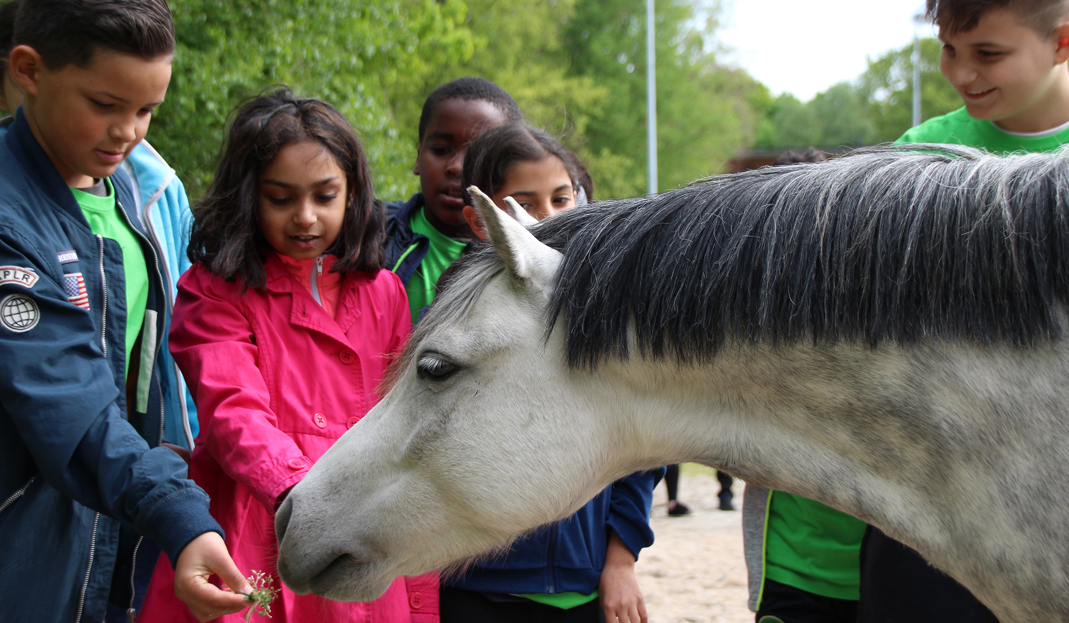 Work like a Horse - Summer school